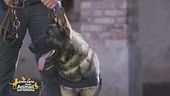 Il lavoro dei cani della Guardia di Finanza