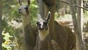 Il lama Niky