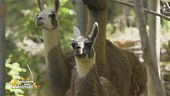 Il lama Niky