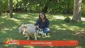 Volontari per amore