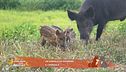Un animale da scoprire: il cinghiale