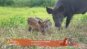 Un animale da scoprire: il cinghiale