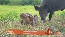 Un animale da scoprire: il cinghiale