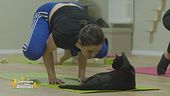 Yoga e gatti