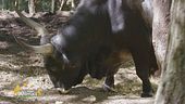 Infernetto un bovino maremmano primitivo
