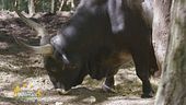 Infernetto un bovino maremmano primitivo