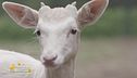 George il daino albino