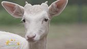 George il daino albino