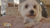 La storia di Lola