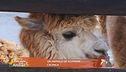 Un animale da scoprire: l'Alpaca