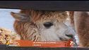 Un animale da scoprire: l'Alpaca