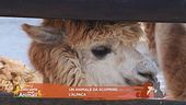 Un animale da scoprire: l'Alpaca