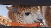 Un animale da scoprire: l'Alpaca