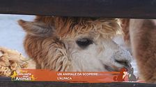Un animale da scoprire: l'Alpaca