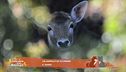 Un animale da scoprire: il daino