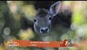 Un animale da scoprire: il daino