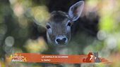 Un animale da scoprire: il daino