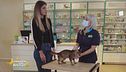 Il gatto con problemi gastrointestinali
