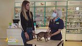 Il gatto con problemi gastrointestinali