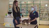 Il gatto con problemi gastrointestinali