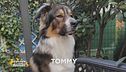 Sono stati smarriti Tommy e Leslie