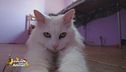 Piumina, una gattina da coccolare