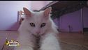 Piumina, una gattina da coccolare