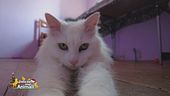Piumina, una gattina da coccolare