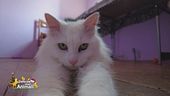 Piumina, una gattina da coccolare