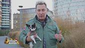Iggy, la vera star di Rachele e Ringo