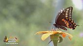 Tutte le farfalle, belle o meno, devono essere rispettate