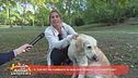 Come i nostri pet possono migliorare il nostro carattere