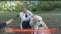Come i nostri pet possono migliorare il nostro carattere