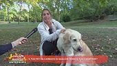 Come i nostri pet possono migliorare il nostro carattere