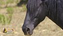 Arwen, cavalla di 12 anni in cerca di una nuova famiglia