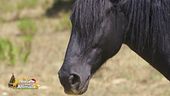 Arwen, cavalla di 12 anni in cerca di una nuova famiglia