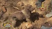 Indy, il cane salvato dai vigili del fuoco