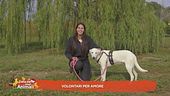 Volontari per amore