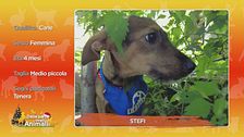 Stefy, 4 mesi, in cerca di casa