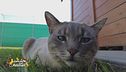 Deneb, una bellissima gatta in cerca di casa