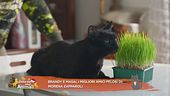 Brandy e Masai... gli amici pelosi di Morena Zapparoli