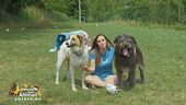 Adottiamo gli animali