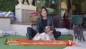 Venghi, il cane furbetto di Alba Parietti