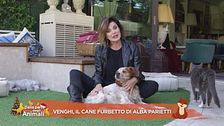 Venghi, il cane furbetto di Alba Parietti