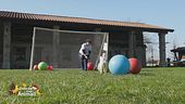 Lo sport con gli animali