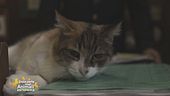 Masha, la gatta mascotte dei carabinieri di Venezia