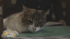 Masha, la gatta mascotte dei carabinieri di Venezia