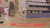 L'importanza della toelettatura
