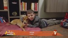 Come si dice ti voglio bene nella lingua dei cani?