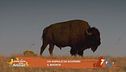 Un animale da scoprire: il bisonte